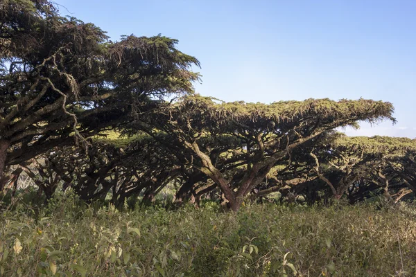 Acacia (Acacia erioloba) ) — Foto Stock
