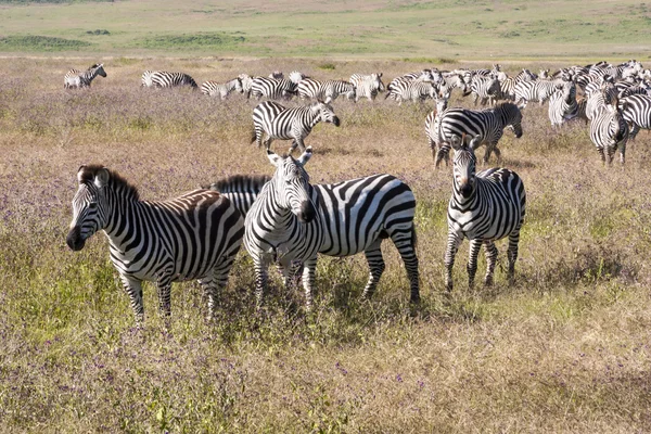 Zebra stáda během migrace v serengeti národní park Tanzanii — Stock fotografie