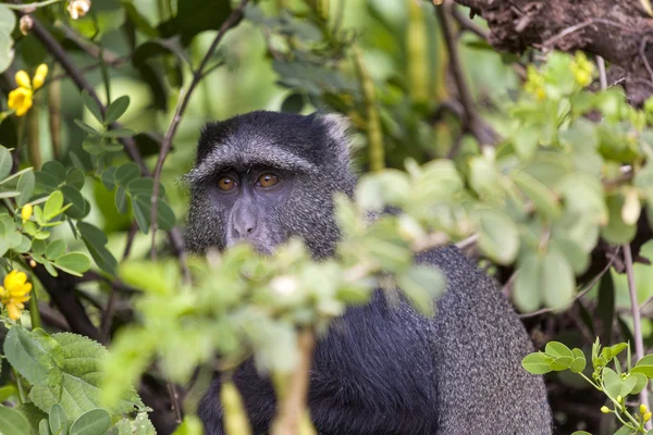 Mono de terciopelo en el Bush —  Fotos de Stock