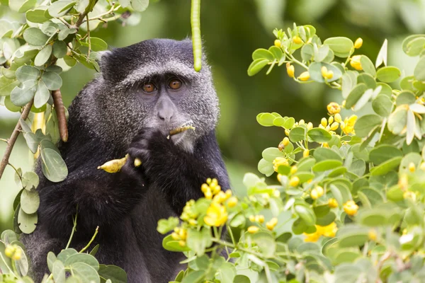 Veludo macaco no arbusto — Fotografia de Stock