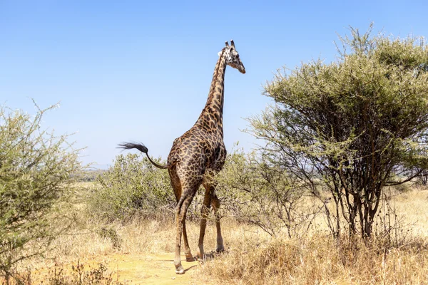 Giraffa al pascolo — Foto Stock