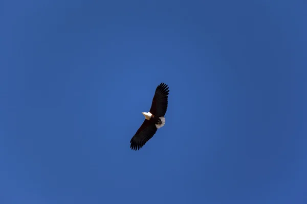 Aquila alta nel cielo blu — Foto Stock