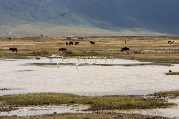 Wildebeest migration in the Sereneti, Tanzania — Stock Photo, Image