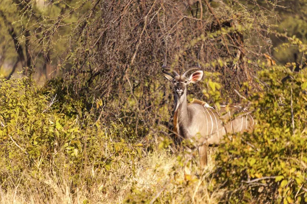 Impalas nel deserto — Foto Stock