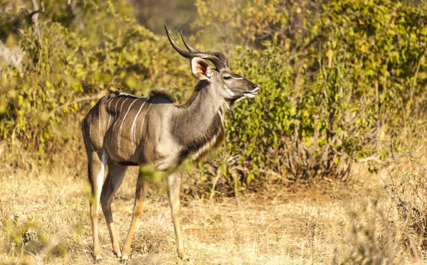 Impala i vildmarken — Stockfoto