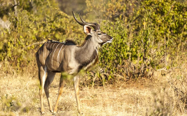 Impala vahşi doğada — Stok fotoğraf