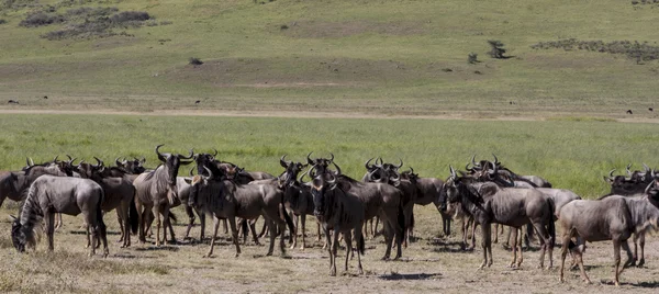 Migración de ñus en Sereneti, Tanzania — Foto de Stock