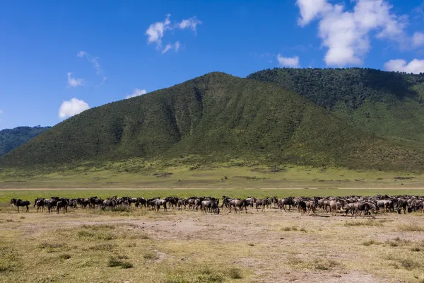 Wildebeest migration in the Sereneti, Tanzania — Stock Photo, Image