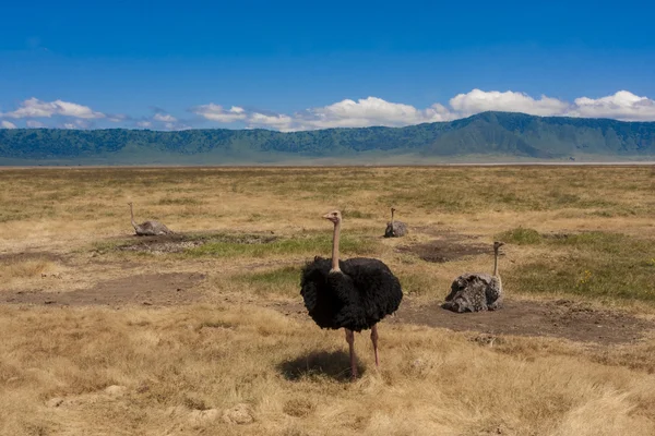 Struzzo in Africa — Foto Stock