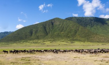 sereneti, Tanzanya wildebeest göç