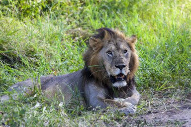 Yalnız aslan dinlenme