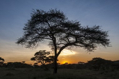gün batımında serengeti Milli Parkı