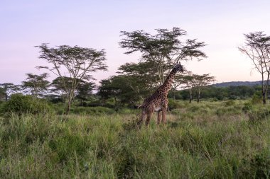 zürafa vahşi doğada