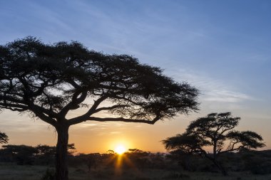 gün batımında serengeti Milli Parkı
