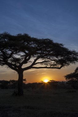 gün batımında serengeti Milli Parkı