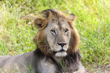 Yalnız aslan dinlenme