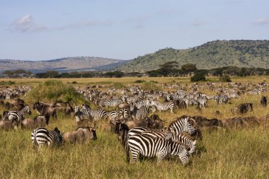Tanzanya'daki serengeti Ulusal Parkı geçiş sırasında hayvan sürüsü