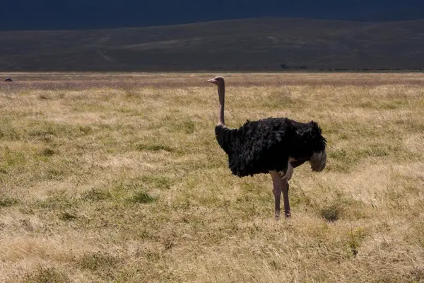 Ostrich In Africa — Stock Photo, Image