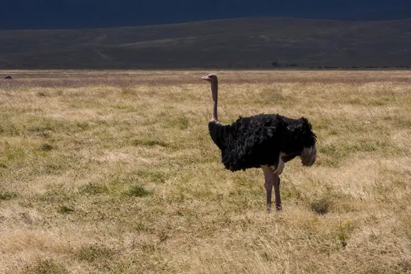 Burung unta di Afrika — Stok Foto