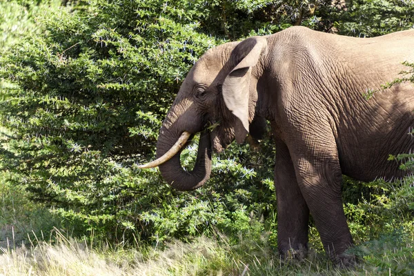 Art af elefant - Stock-foto