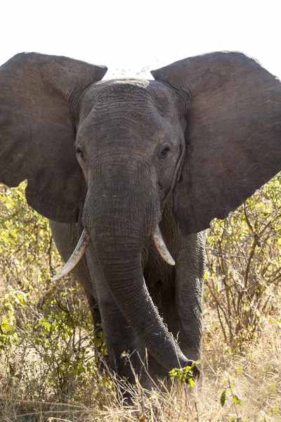 Elephant — Stock Photo, Image