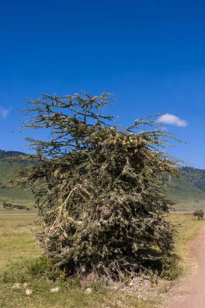 Samotne drzewo na pustyni Afryki — Zdjęcie stockowe
