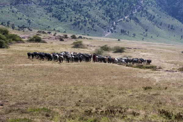 Wildebeest migration in the Sereneti, Tanzania — Stock Photo, Image