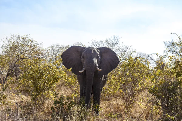 Elefante en Tanzania — Foto de Stock