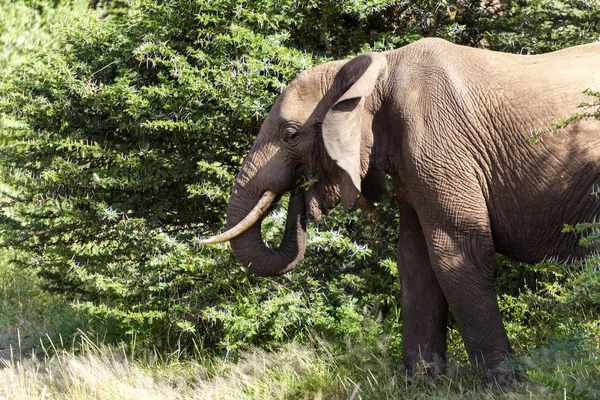 Éléphant en Tanzanie — Photo
