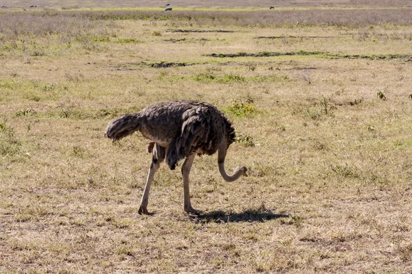 Ostrich In Africa — Stock Photo, Image