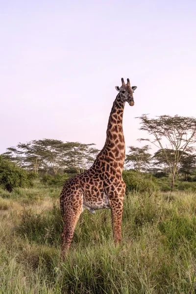 在荒野中的长颈鹿 — 图库照片