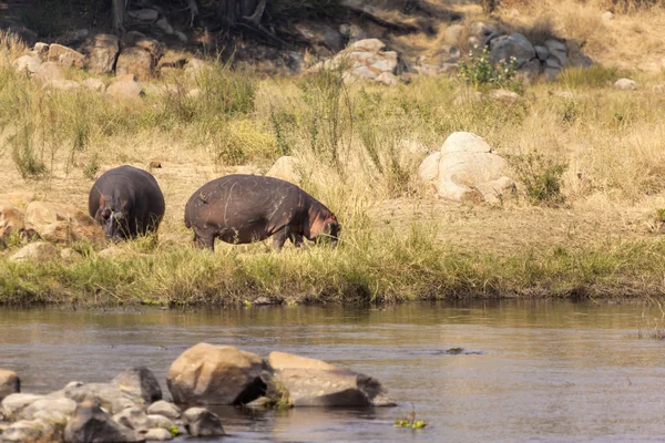 Hippopotamus in the savannah of Africa — Stock Photo, Image