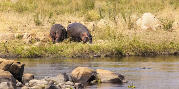 Hippopotamus in the savannah of Africa — Stock Photo, Image