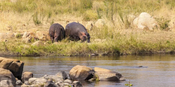 Hipopótamos pastando cerca del río —  Fotos de Stock