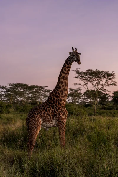 Giraffa nel deserto — Foto Stock