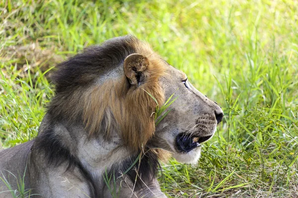 Descansando león solitario — Foto de Stock