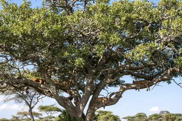Slapende leeuwen op een boom — Stockfoto