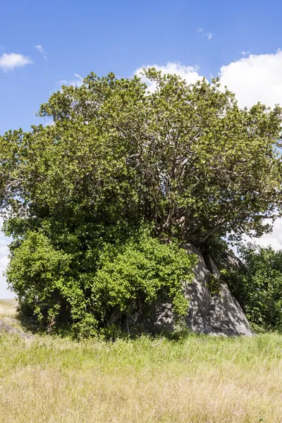 アフリカの荒野で孤独な木 — ストック写真