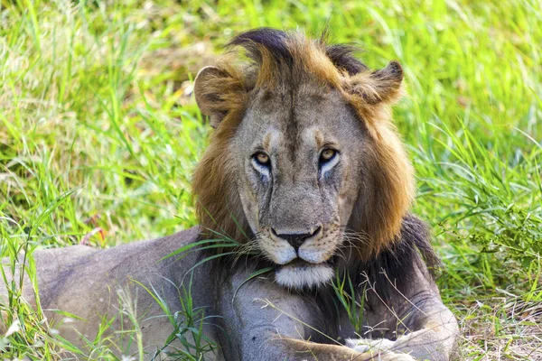 Descansando león solitario — Foto de Stock