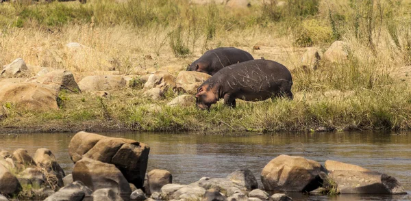 Ippopotami al pascolo vicino al fiume — Foto Stock