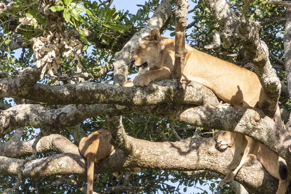 Resting Lions — Stock Photo, Image