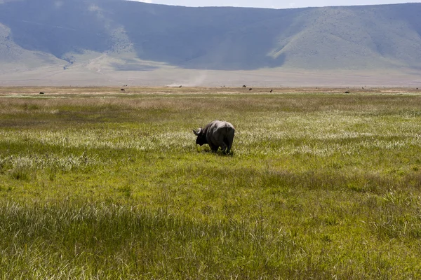 Bufflar i naturen — Stockfoto