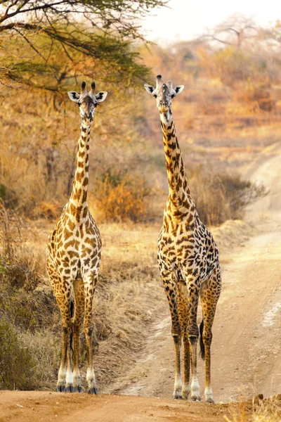 Žirafy v divočině — Stock fotografie