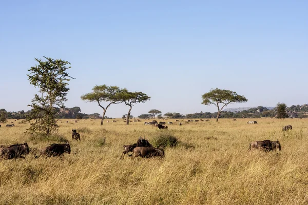 Rebanho de animais durante migração no Parque Nacional Serengeti Tanzânia — Fotografia de Stock