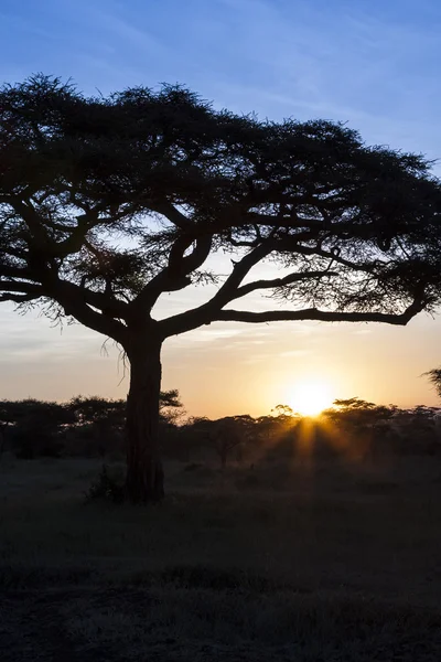 Coucher de soleil au parc national du Serengeti — Photo