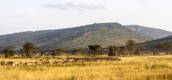 Стадо животных во время миграции в Национальном парке Серенгети Танзания — стоковое фото