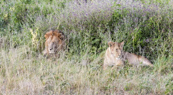 Lions au repos — Photo