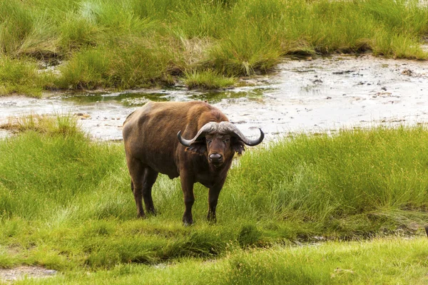 Capo Buffalo in piedi vicino all'acqua — Foto Stock