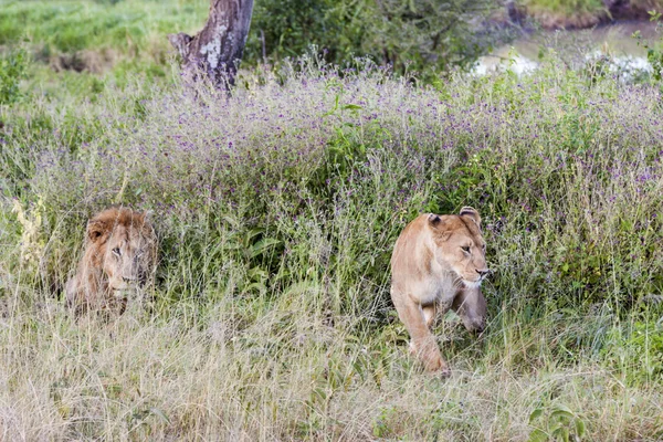 Laufende Löwen — Stockfoto