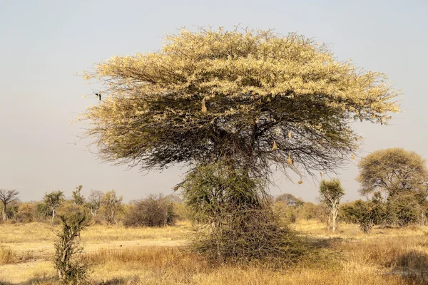 Osamělý strom v africké divočině — Stock fotografie